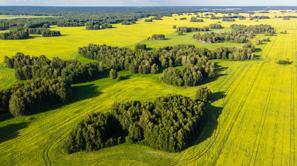 Aerial view. Amazing view of clusters of green trees, among blooming rapeseed field, on  bright summer day