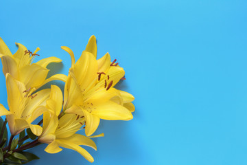 yellow lily close-up on a blue background, a place for text