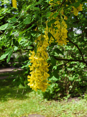 Cassia fistula blooming tree, covered with yellow flowers like a golden rain.