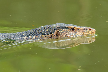 Asian water monitor lizard swimming in river