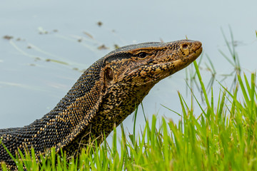 Asian water monitor lizard lifting up head on river bank