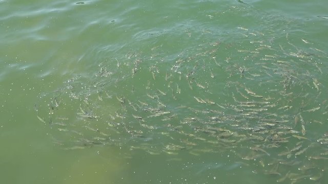 Group of thicklip grey mullet fishes, swimming in the sea on water surface