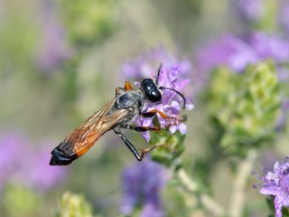 Sphex funerarius, the golden digger wasp, is a species of digger wasp belonging to the family Sphecidae, Greece