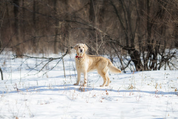 Fototapeta na wymiar golden retriever dog in winter