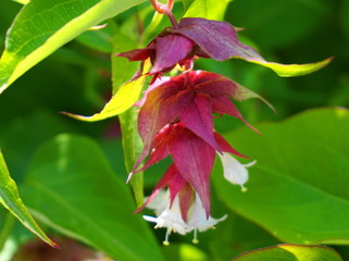 Himalayan honeysuckle showy and bright flowers and  green foliage. Other names Leycesteria formosa, Flowering nutmeg, Himalaya nutmeg or Pheasant berry. Native to the Himalaya and southwestern China.