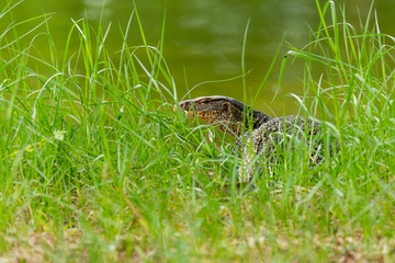 Asian water monitor lizard walking toward river
