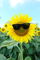 Close up natural view of sunflower wearing sunglasses in garden using as background natural plants landscape, funny wallpaper concept.