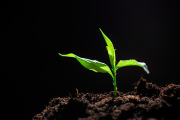 The seedling are growing from the rich soil to the morning sunlight that is shining, ecology concept. - Image