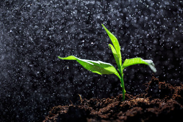 The seedling are growing from the rich soil to the morning sunlight that is shining, ecology concept. - Image
