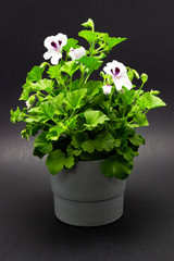 white pelargonium in pots against a dark background garden geranium pelargoniums with buds on a dark background