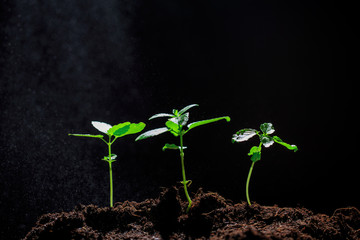 The seedling are growing from the rich soil to the morning sunlight that is shining, ecology concept. - Image