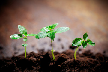 The seedling are growing from the rich soil to the morning sunlight that is shining, ecology concept. - Image