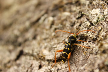 Wespenbock (Eichenwidderbock)