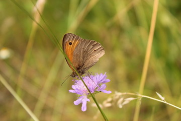 Schmetterling: Großes Ochsenauge sitzt auf der Blüte einer Witwenblume