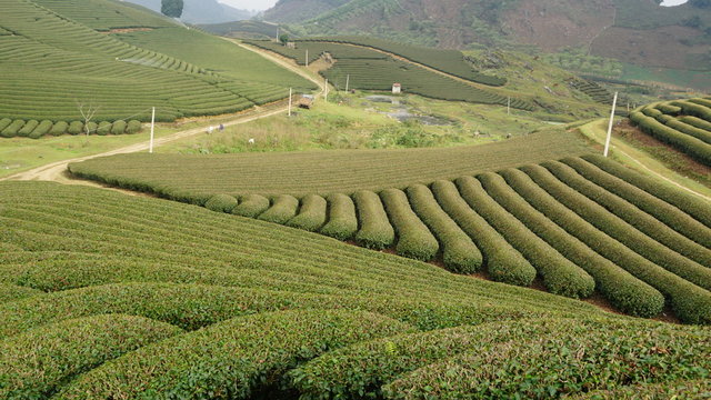 Moc Chau tea hill Son La Vietnam images from a distance