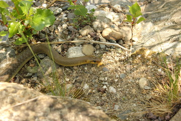 Äskulapnatter in freier Wildbahn