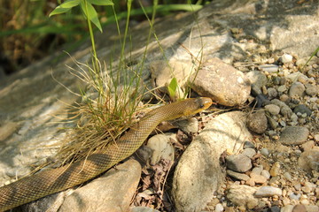 Schlange (Äskulapnatter) auf dem Boden