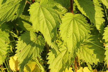 Blätter der Brennnessel