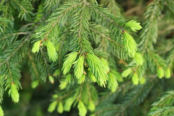 Triebe an einer Fichte