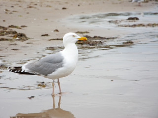 Silbermöwe, Laridae, am Strand