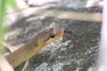 Zunge einer Äskulapnatter (Züngeln)