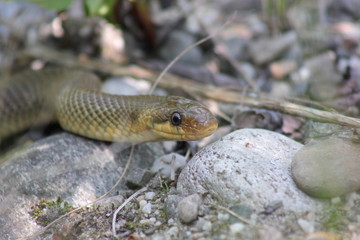 Der Kopf einer Schlange (Äskulapnatter)