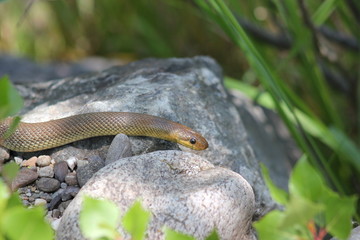 Eine Äskulapnatter auf einem Felsen
