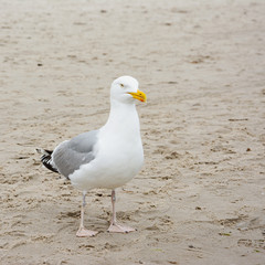 Silbermöwe am Sandstrand