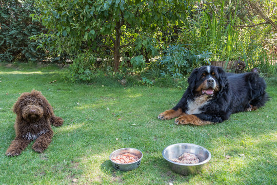 F&uuml;tterung von zwei Hunden gleichzeitig