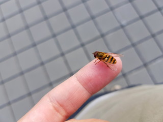 Schwebfliege sitzt auf einem Finger