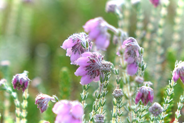 Blühende Heide