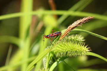 Raubwanzen: Rote Mordwanze in Lauerstellung