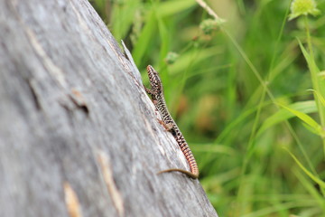 Mauereidechse (Podarcis muralis)