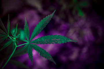 beautiful background with the image of leaves and branches of marijuana or hemp, which is used for medical purposes