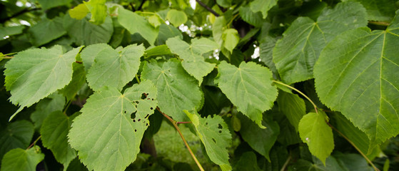 Background with leaves of plants damaged by caterpillars