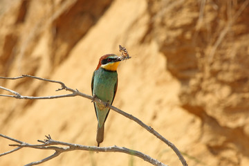 European bee-eater with butterfly