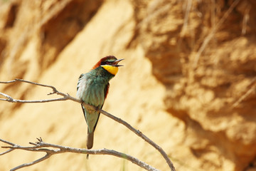European bee-eater calling on branch