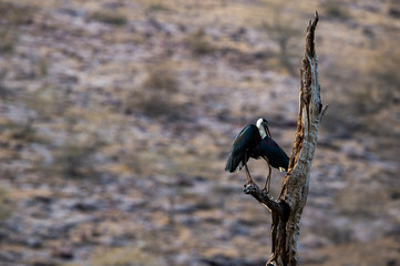 Asian woolly-necked stork or Asian whitenecked stork bird pair on a dead tree perch with beautiful isolated background at ranthambore tiger reserve, india