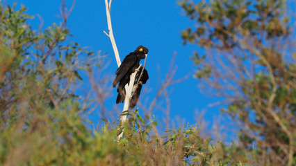 Black Cockatoo