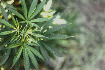 beautiful background with the image of leaves and branches of marijuana or hemp, which is used for medical purposes