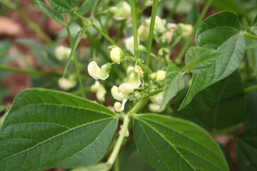 French bean plant with pale yellow flowers. French bean plant in bloom in the vegetable garden 