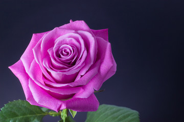 fresh pink rose close up on dark background floral background