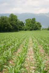 Fototapeta na wymiar Green corn plants growing in the field on a sunny day. Agricultural field in summer