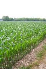 Green corn plants growing in the field on a sunny day. Agricultural field in summer