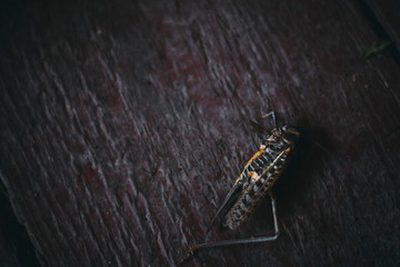on the wooden surface lies a dead cricket with stretched legs