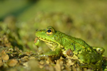 Green frog