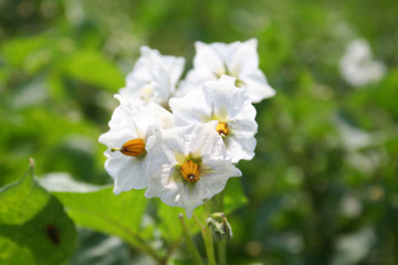 Close- up of a white potato flower on plant in the feild. Solanum tuberosum plant in bloom