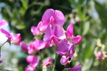 Fototapeta na wymiar Sweet pea plant with bright pink flowers. Lathyrus odoratus in bloom on summer