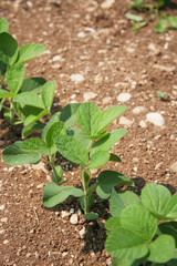 Green soybean plants in a row growing in the field . Agricultural field in summer on a sunny day