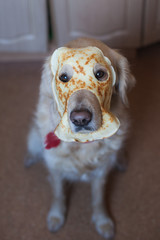 golden retriever dog